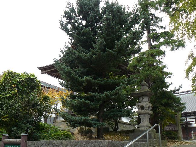 ���{�ʉ@�E�U���|���̏�