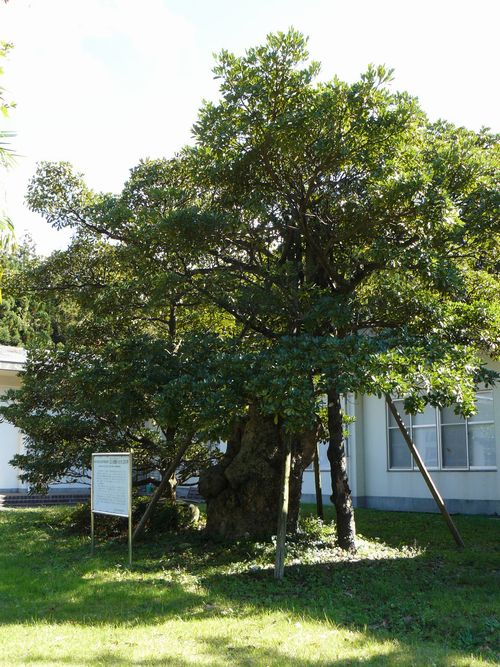 �O���R�ˁF������