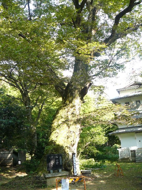 �ŒJ�ω���