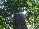 筥堅八幡宮境内に生える大木
