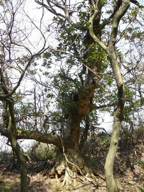 ����s�E�����_��