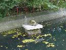 関山神社神池に安置されている亀石