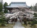 溝口政勝・政良と縁がある大栄寺境内に咲き誇る桜越に見える山門