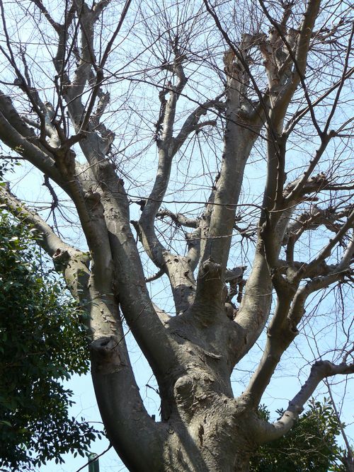 �V���s�E�D�]���_�{