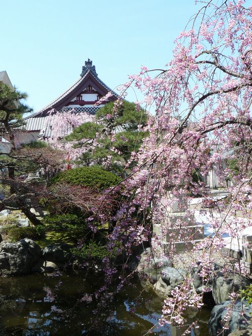 �V���s�E�{�o��