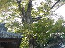 三根山神社拝殿右側に生えるケヤキの大木