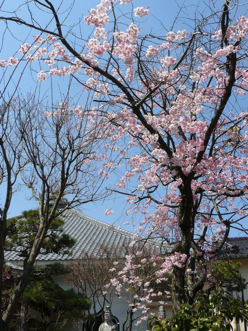 �V���s�E�^��@