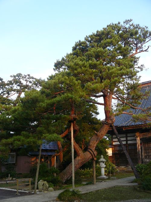 �V���s�E�V����