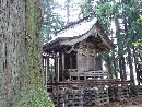魚沼神社拝殿脇に生える杉の大木越に見た本殿