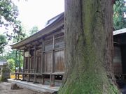 魚沼神社境内にある杉の大木越に見る拝殿の右側面後方