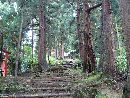 石動神社参道沿いにある雰囲気のある杉並木