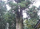 八木神社不動堂（火神社）の脇に生える杉の大木
