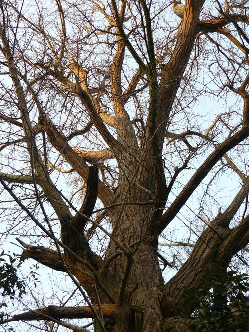 �V���c�z�K�_��