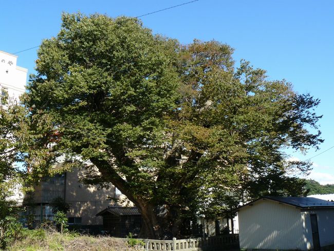 ���P���L�i�O�j�E��F��