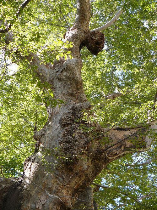 ���P���L�i�O�j�E��F��